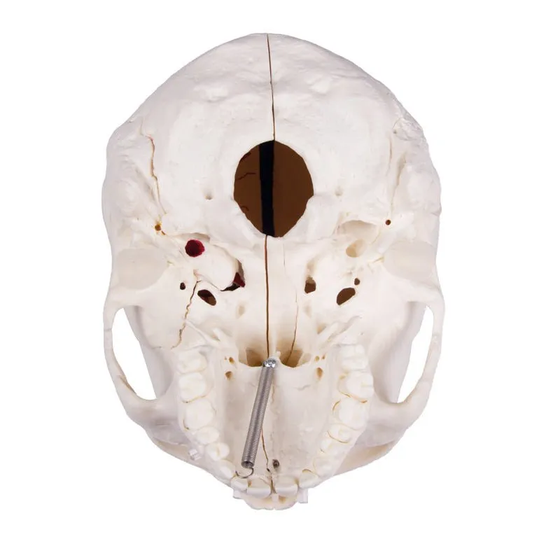 Deluxe Demonstration Skull; 14-part; For Advanced Studies