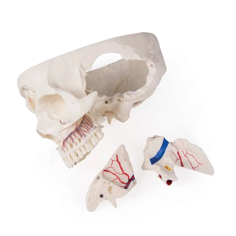 Deluxe Demonstration Skull; 14-part; For Advanced Studies