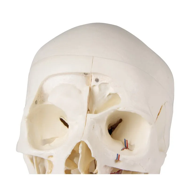 Deluxe Demonstration Skull; 14-part; For Advanced Studies