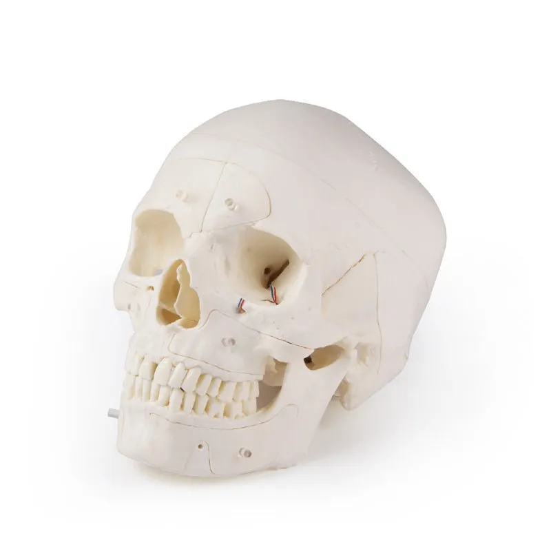 Deluxe Demonstration Skull; 14-part; For Advanced Studies