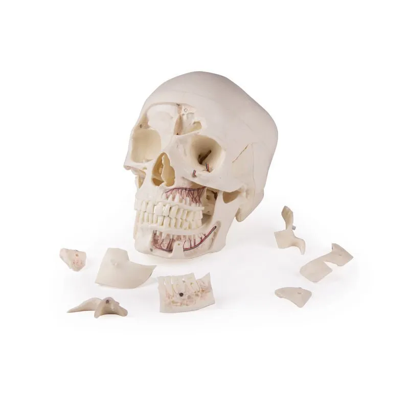 Deluxe Demonstration Skull; 14-part; For Advanced Studies